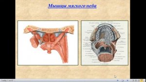 Анатомия пищеварительной системы