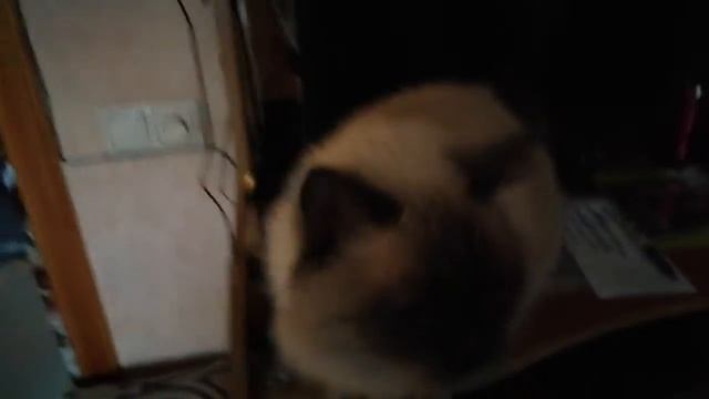 Воспитание взрослой кошки. смотреть онлайн