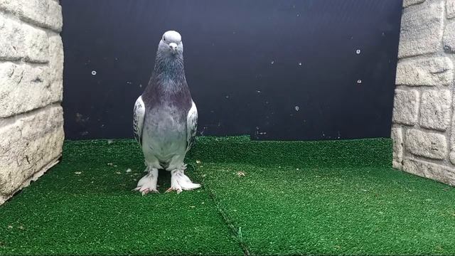 🟢 İstanbul Canlı Güvercin Mezatı Engin Karagül 🟢 смотреть онлайн