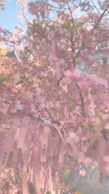 #tokyotrip#cherryblossom #sakura смотреть онлайн
