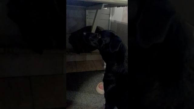 Джесика помогает нарезать мясо на отбивные. смотреть онлайн