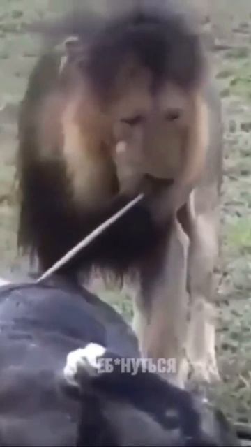 Сегодня на ужин спагетти смотреть онлайн