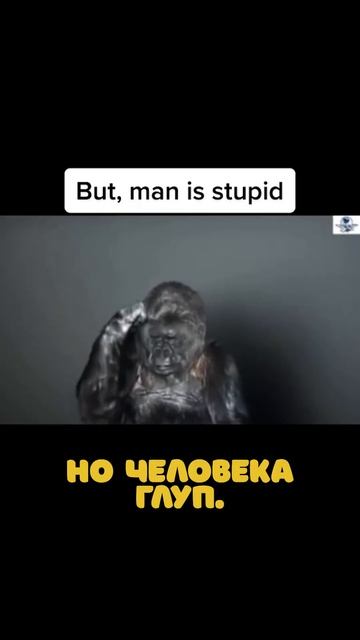 Обезьяна выучила язык жестов смотреть онлайн