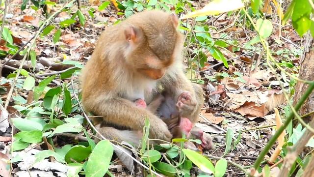 Ahh, Smart Baby Monkey SARO Looks Lazy To Walk, Mommy Trying To Coach With F😭orc-ing Nonstop
