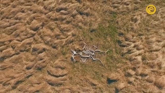 Лоси  Гиганты и их жизнь