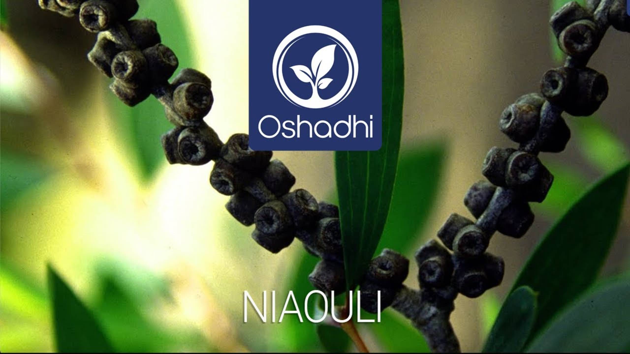 Найоли (Melaleuca Quinquenervia Virid.)| Портрет эфирного масла от доктора Мальте Хоццеля