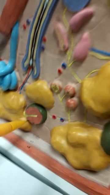 Integument model 2 смотреть онлайн