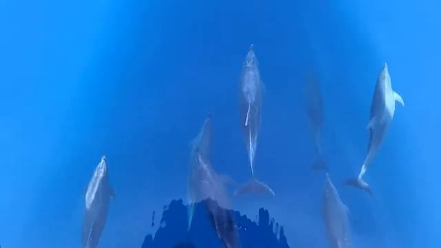 Дельфины красотище смотреть онлайн