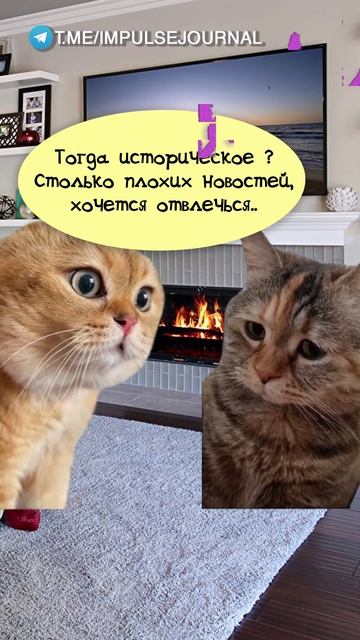 Криминал #мыкотики #вмем #разговор #анекдот #шутки #животные #юмор #кошки #смешное #мемы #скетчи смотреть онлайн