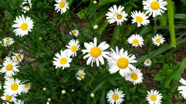 Клятва 436 - 437 серия русская озвучка | Саваш влюбился в Гюльпери