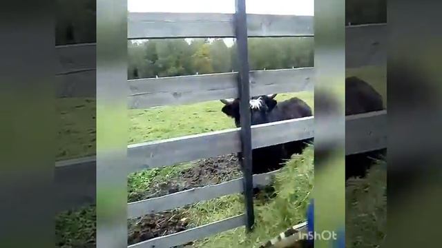 Парк живой природы смотреть онлайн