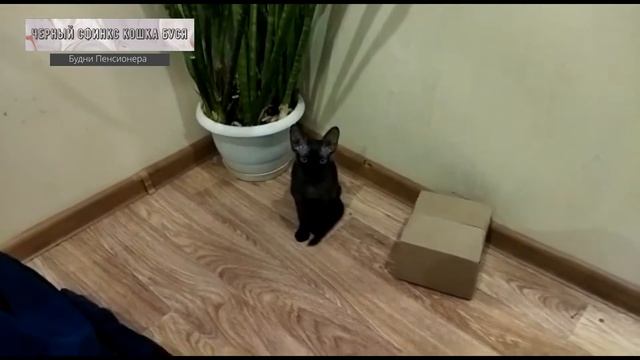 Кошка Буся черный сфинкс
