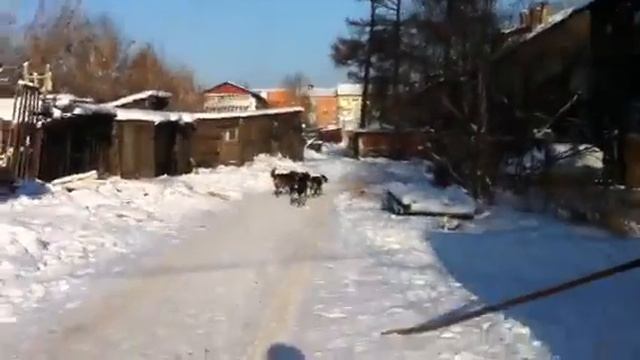 Бродячие собаки на Култукской.MOV смотреть онлайн