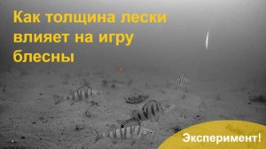 Эксперимент! Как толщина лески влияет на игры блесны