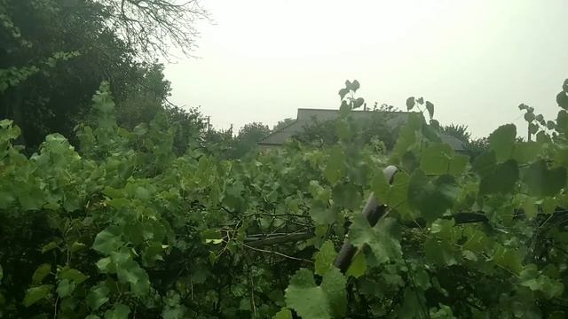 Релакс от звуков дождя, грома и молнииl Расслабляющие звуки летнего дождя и приятная музыка🎤🎼🎹🎶 смотреть онлайн