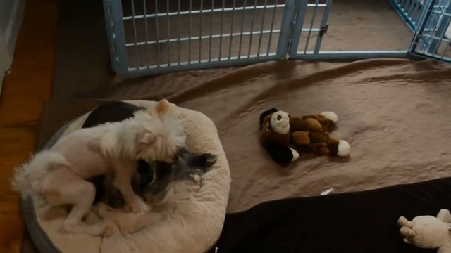 MythicKingdom tiny hairless Chinese Crested Amora on waterproof dog pee pads 3 31 22 смотреть онлайн