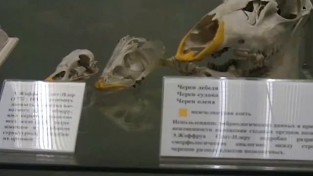 Посещение Дарвиновского музея. смотреть онлайн