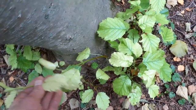 Маленький обзор по ольхам. смотреть онлайн