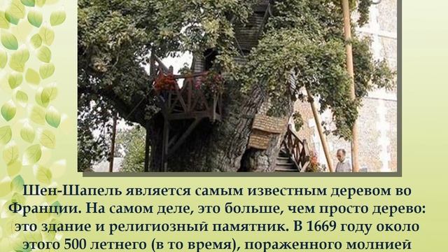 "Деревья-живые памятники природы"- час интересных открытий смотреть онлайн