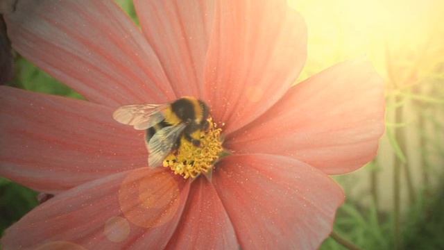 Природа под расслабляющую фортепианную музыку смотреть онлайн