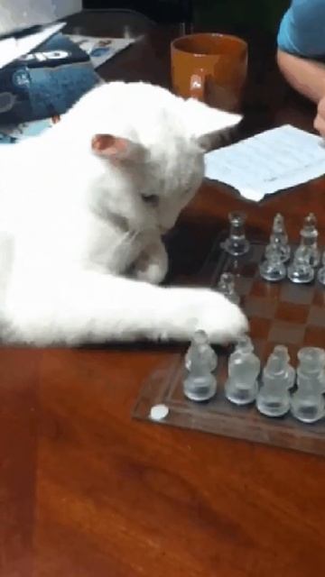 👉 Как по-немецки сказать "Твоя очередь" | Разговорный немецкий | #Shorts смотреть онлайн