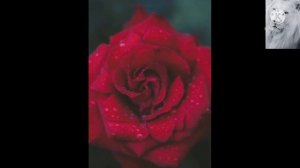 8-martga sher,  8-mart uchun  sherlar,  8-martga tabrik,  ajoyib sher, Ajoyib tv