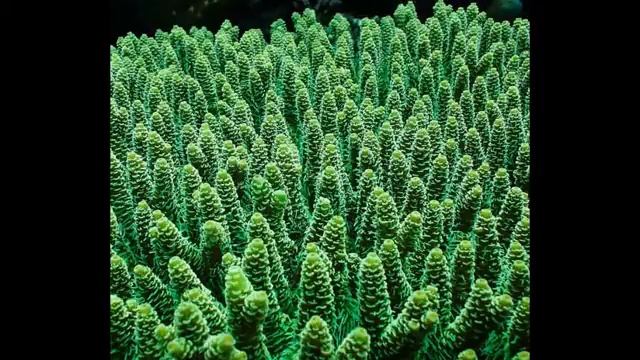 Красивые караллы 4