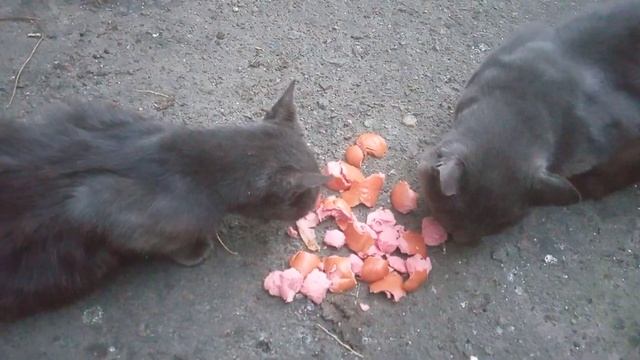 Вспоминаю Полтавскую область...видео перед отъездом... смотреть онлайн