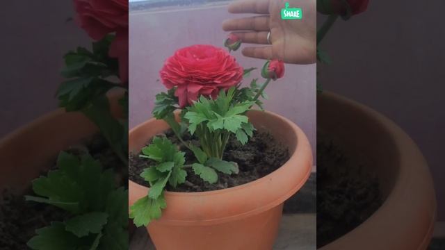 Renu Plus Flowers .#floweringplant #flowers #nature #viral