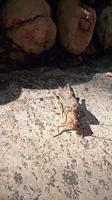 Весна сезон #размножение кузнечиков #кузнечики #насекомые #насекомыевдоме كوله смотреть онлайн