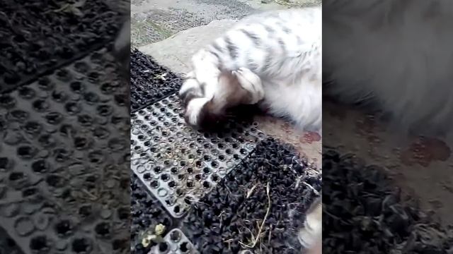 ~• Сонный час кошки •~ смотреть онлайн