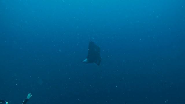 Мальдивы 2024. Дайвинг с мантами около Veligandu Maldives Resort Island. смотреть онлайн