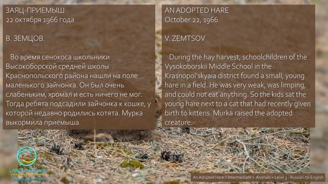An Adopted Hare: Level 3 - Russian-to-English