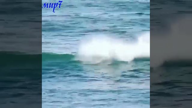 дельфины чудят смотреть онлайн