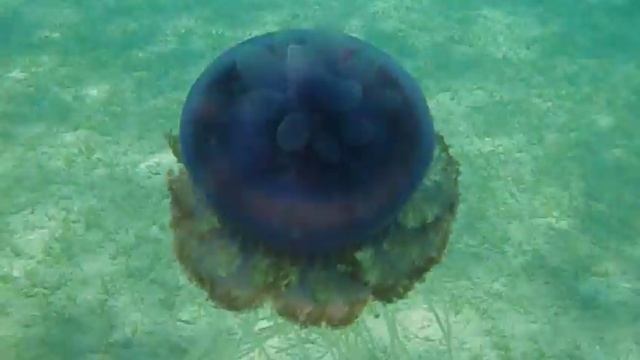 Медуза фиолетовая смотреть онлайн