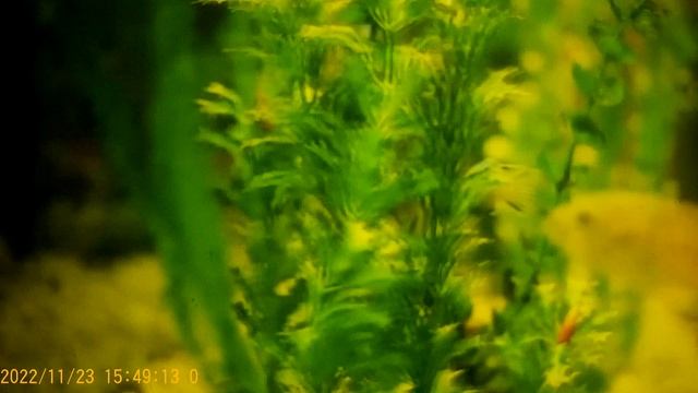 Сафар и Уралочка -тортик слепила из того , что было Неземная любовь , Сафара . смотреть онлайн