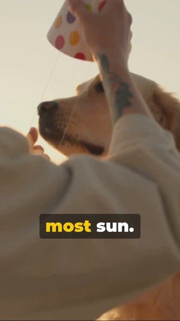 Pet Sun Safety: Protecting Your Furry Friend from UV Rays #shorts #pet смотреть онлайн
