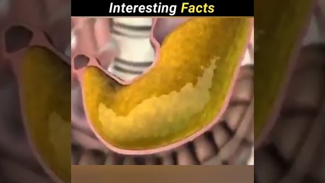 The mysterious place of France #facts #dorashorts #shorts смотреть онлайн