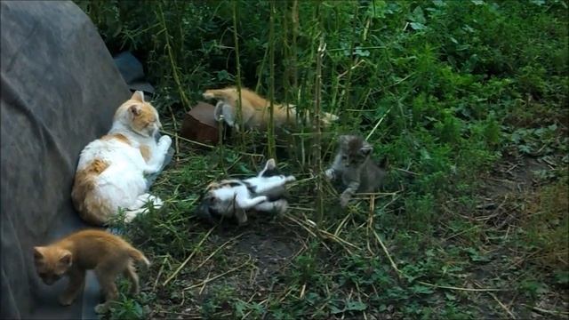 Живая природа смотреть онлайн