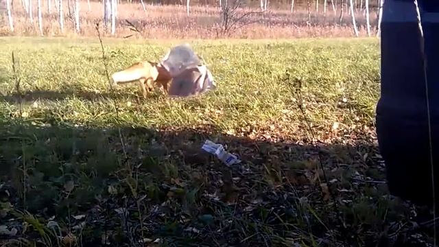 Лиса, почти ручная))) смотреть онлайн