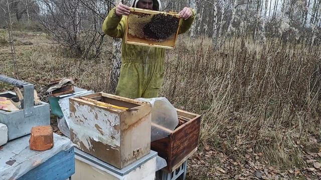 Пчеловодство.Переселение летнего отводка в ноябре перед зимовкой. #Пчеловодство #Переселение_отводк смотреть онлайн