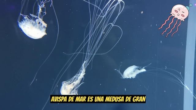 Top 5: Animales Más Peligrosos que se esconden en la Selva de Tasmania | Datos Curiosos #animales смотреть онлайн