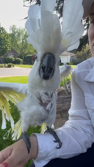 What would you do if you heard a parrot barking like a dog? #cockatoo #parrot #funny #shorts смотреть онлайн