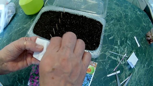 Посадка лобелии под снег