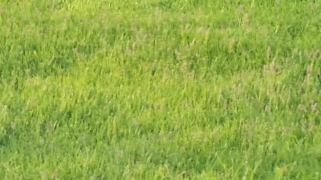 варан с воронами смотреть онлайн