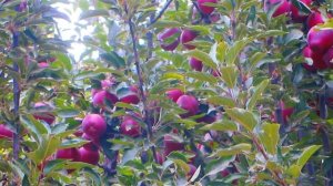 Живая природа: Таджикистан Рогунский район