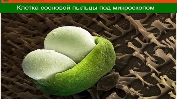 Пыльца сосны "Гочжень" от Новой Эры