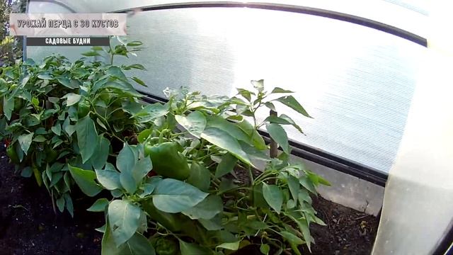 урожай перца с 30 кустиков смотреть онлайн