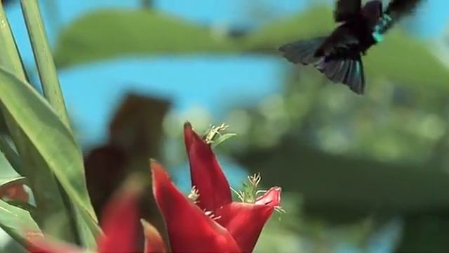 Moments Of Nature.flv