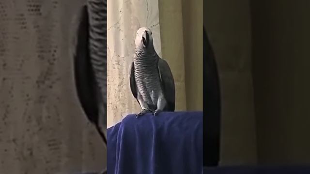 вежливая птичка на уроке пения... смотреть онлайн